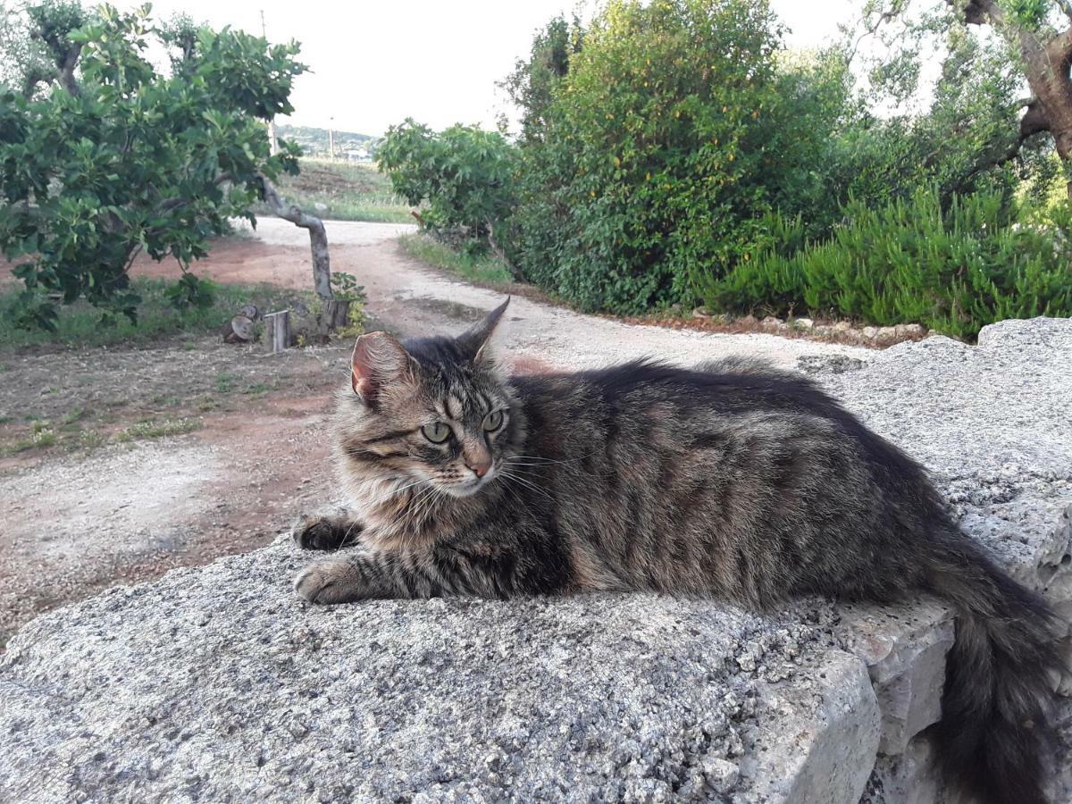 Il Giardino Di Viola Bed & Breakfast Ceglie Messapica Bagian luar foto